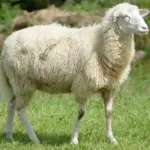 Hvordan kan jeg undgå, at mit fåreskindstæppe mister hår?