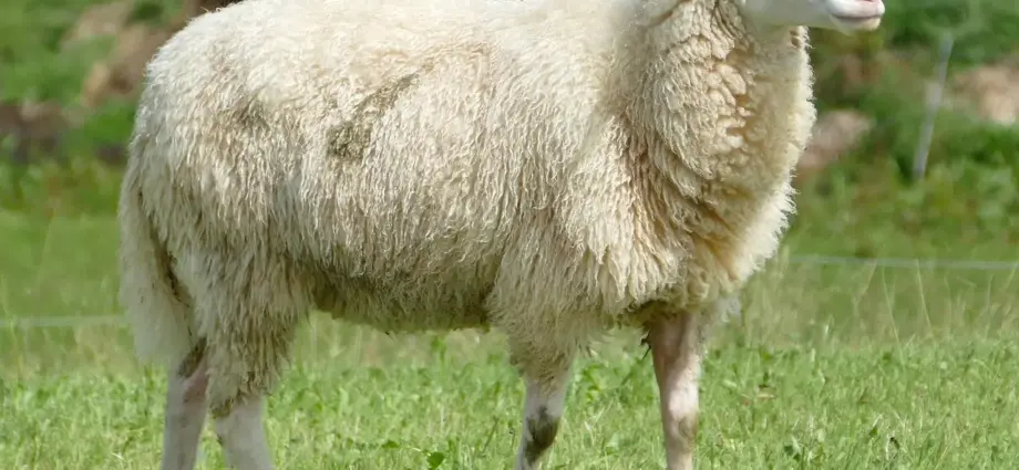 Hvordan kan jeg undgå, at mit fåreskindstæppe mister hår?